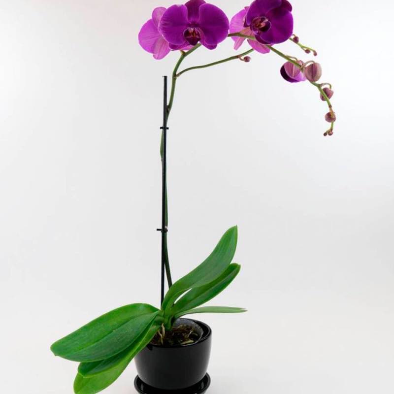 Live Phalaenopsis Orchid Plant in Black Planter - Purple